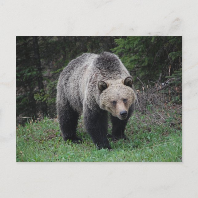 Grizzly Bear Vykort (Framsida)