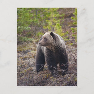 Grizzly Bear Vykort