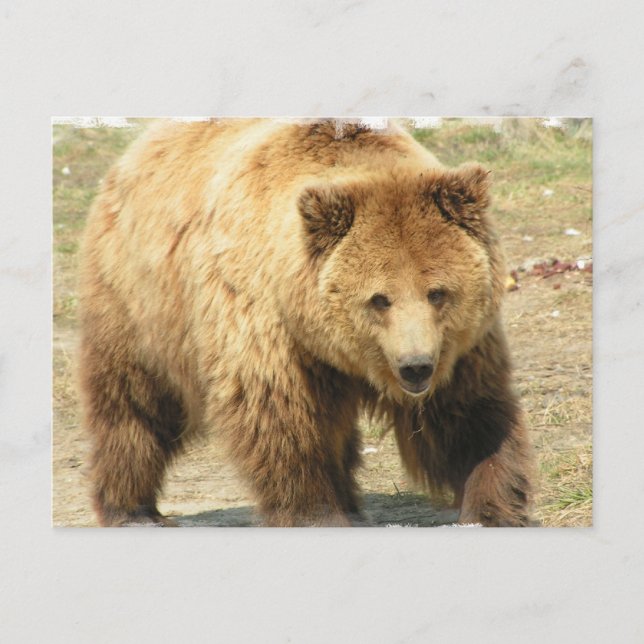 Grizzly Bear-vykort Vykort (Framsida)