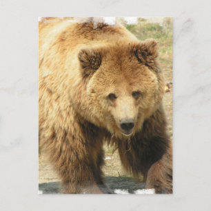 Grizzly Bear-vykort Vykort