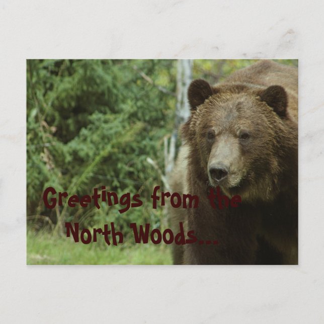 Grizzly Bear-vykort Vykort (Framsida)