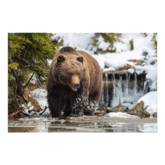 Grizzly Bear Walking Along River Fototryck