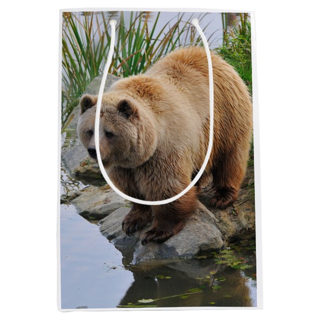 Grizzly Bear Wildlife Animal Photographic (Framsidan)