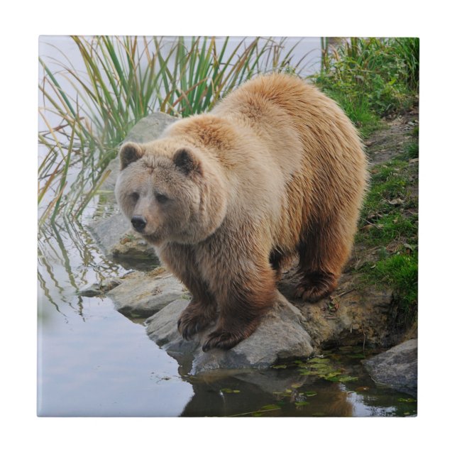 Grizzly Bear Wildlife Animal Photographic Kakelplatta (Framsidan)