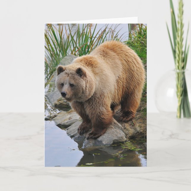Grizzly Bear Wildlife Animal Photographic Kort (Framsida)