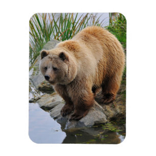Grizzly Bear Wildlife Animal Photographic Magnet