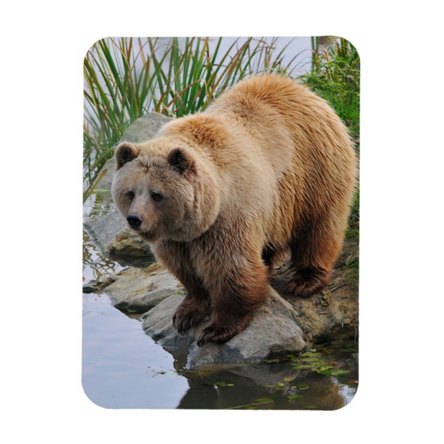 Grizzly Bear Wildlife Animal Photographic Magnet (Vertikal)