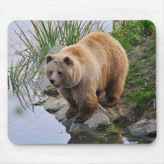 Grizzly Bear Wildlife Animal Photographic Musmatta (Framsidan)