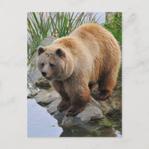 Grizzly Bear Wildlife Animal Photographic Vykort