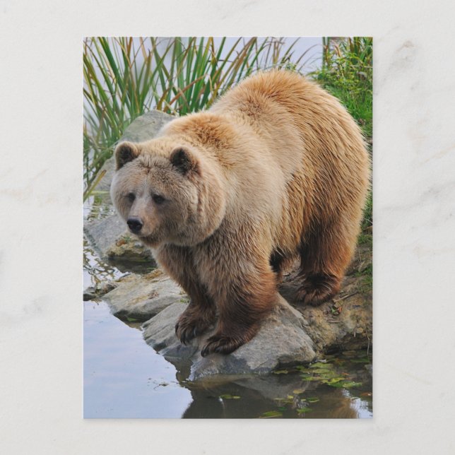 Grizzly Bear Wildlife Animal Photographic Vykort (Framsida)