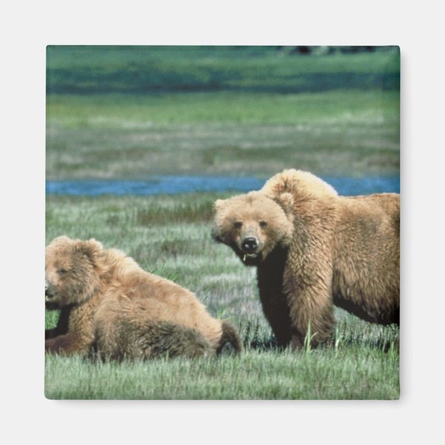 Grizzly Bears Magnet (Framsidan)