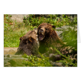 Grizzly Bears Play Fighting Hälsningskort