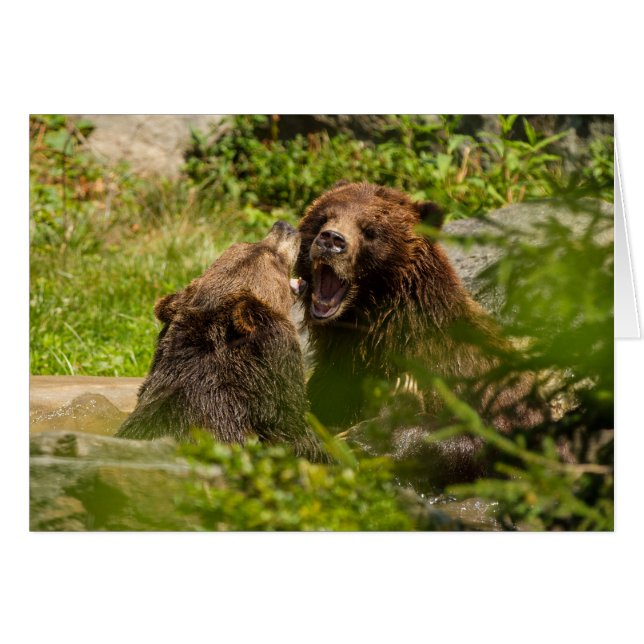 Grizzly Bears Play Fighting Hälsningskort (Framsidan Horizontal)