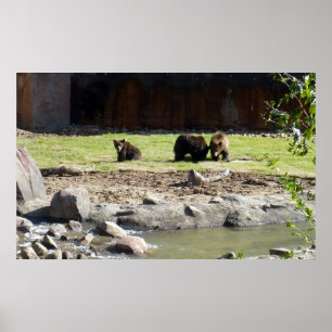 Grizzly Bears Poster