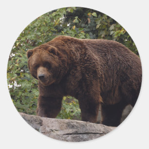 grizzly-björn-004 runt klistermärke