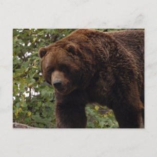 grizzly-björn-005 vykort