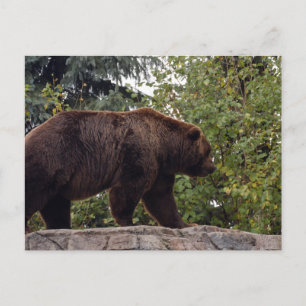 grizzly-björn-007 vykort