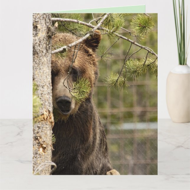 GRIZZLY BJÖRN FÖDELSEDAG JÄTTE GRATTIS KORT (Framsida)