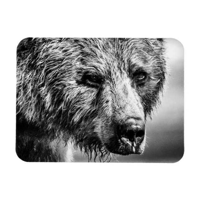 Grizzly björn porträtt magnet (Horisontell)