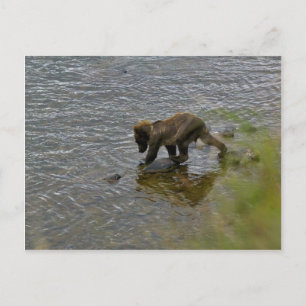 Grizzly björn unge vykort