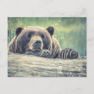 Grizzly björn vykort