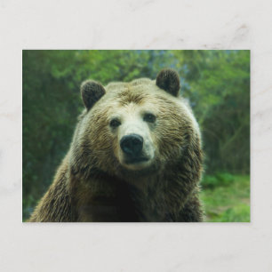 Grizzly björn vykort