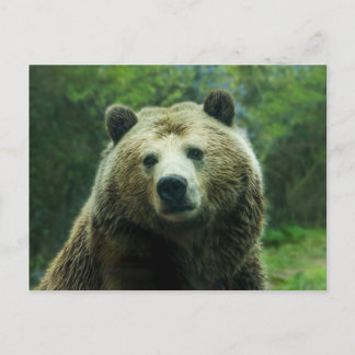 Grizzly björn vykort