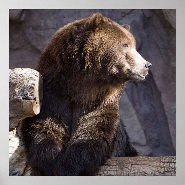 Grizzly Brown Bear, Natur Poster (Framsidan)