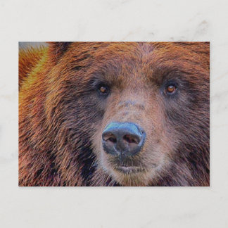 Grizzly Brown Bear Wildlife Photo Vykort