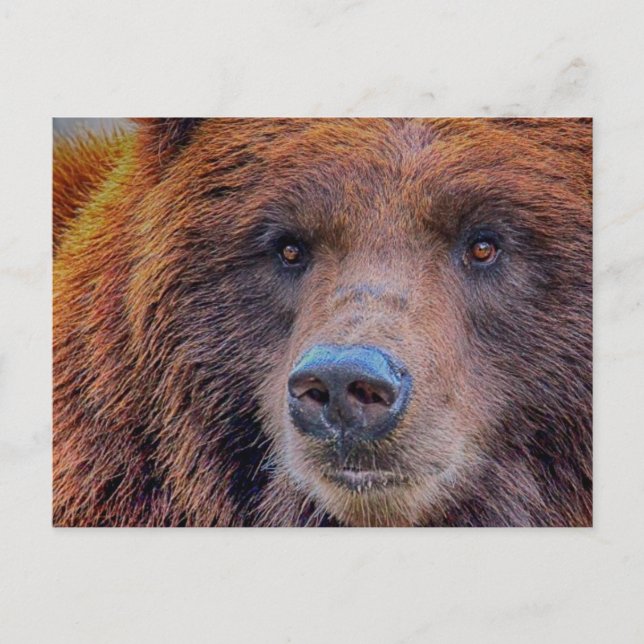 Grizzly Brown Bear Wildlife Photo Vykort (Framsida)