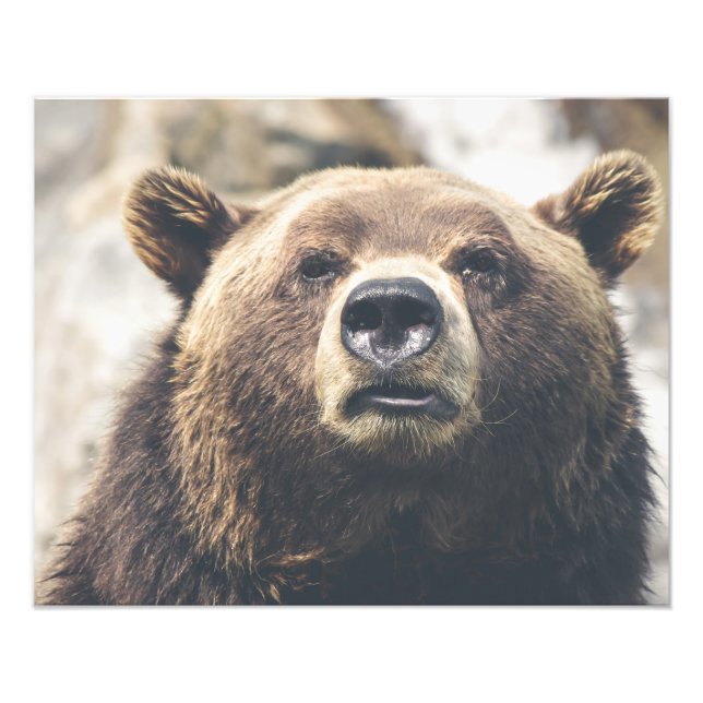 Grizzly brunbjörn fototryck (Framsidan)