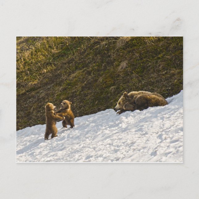 Grizzly Family Vykort (Framsida)
