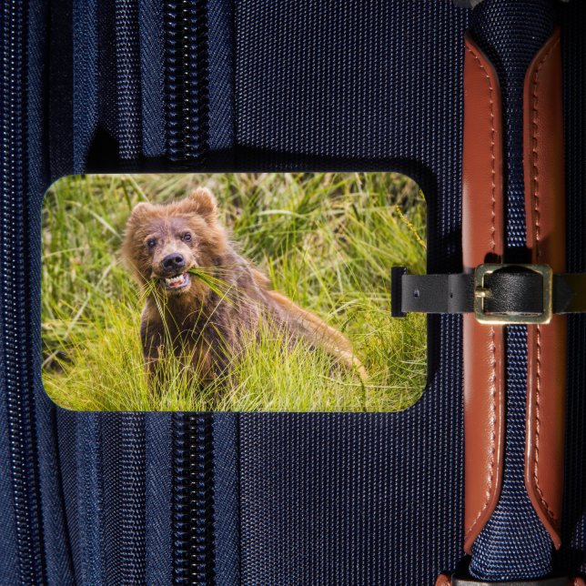 Grizzly unge, Alaska Bagagebricka (Framsida Insitu 4)