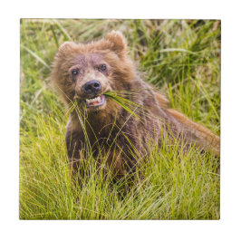 Grizzly unge, Alaska Kakelplatta
