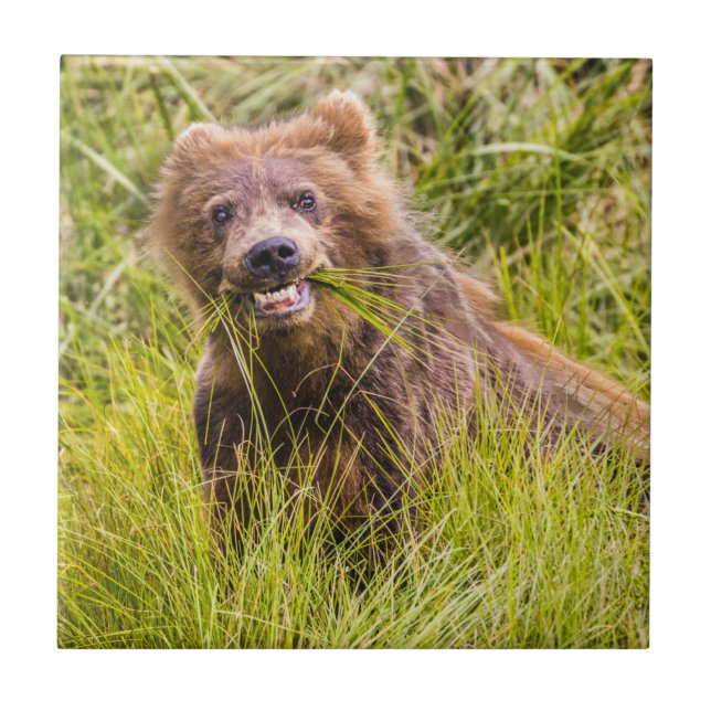 Grizzly unge, Alaska Kakelplatta (Framsidan)