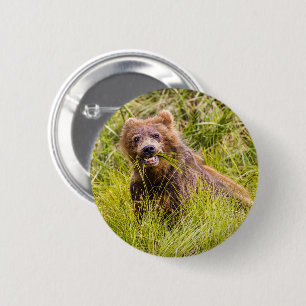 Grizzly unge, Alaska Knapp