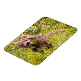 Grizzly unge, Alaska Magnet