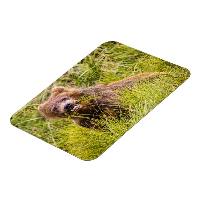 Grizzly unge, Alaska Magnet (Vänstra Sidan)