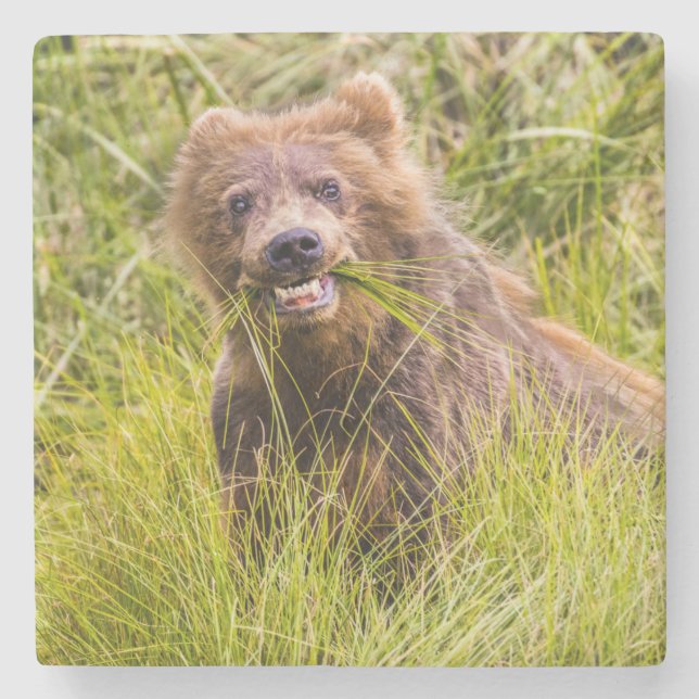 Grizzly unge, Alaska Stenunderlägg (Framsidan)