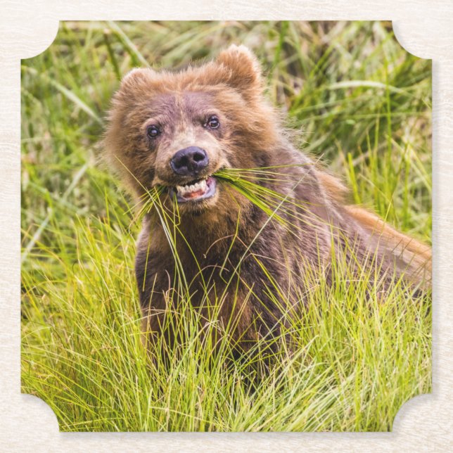 Grizzly unge, Alaska Underlägg Papper (Framsida)