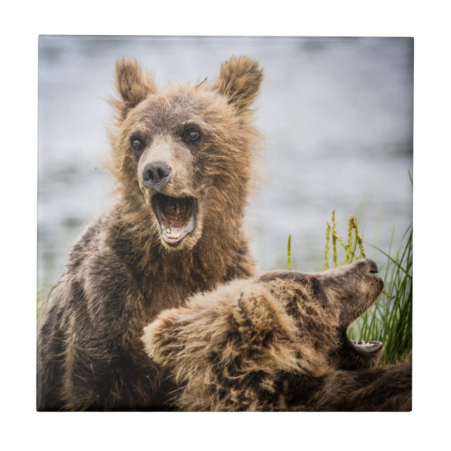 Grizzly Unge Tittar för Morsa Kakelplatta (Framsidan)