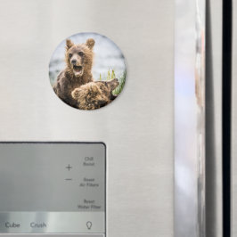 Grizzly Unge Tittar för sin Morsa-magnet Magnet