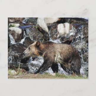 Grizzly Unge Vykort