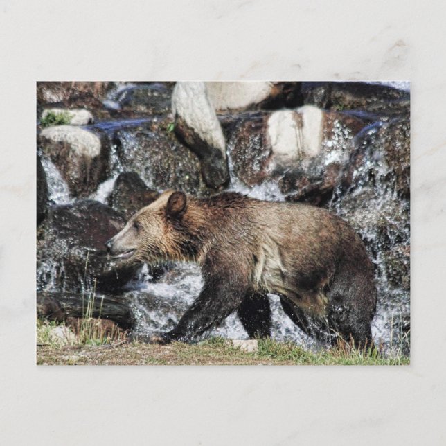Grizzly Unge Vykort (Framsida)