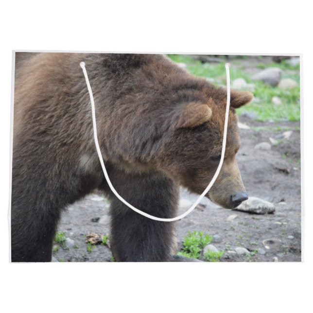 Grizzlybjörn (Baksidan)