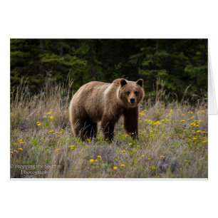 Grizzlybjörn - Alaska Hälsningskort