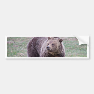 Grizzlybjörn Bildekal