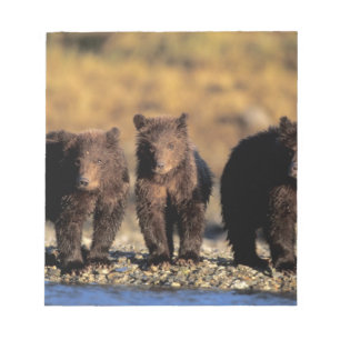 Grizzlybjörn, brunbjörn, ungar, Katmai National Anteckningsblock
