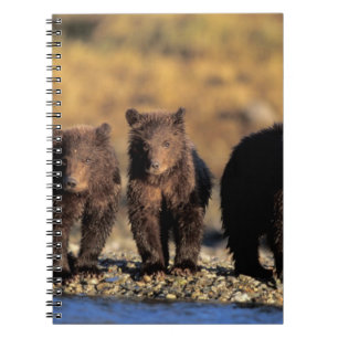Grizzlybjörn, brunbjörn, ungar, Katmai National Anteckningsbok Med Spiral