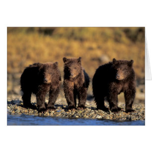 Grizzlybjörn, brunbjörn, ungar, Katmai National Hälsningskort